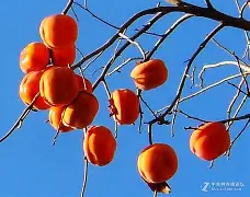 南宫网站 -柿B	栿5tk鉋軶L玾L殄'?濇IY笹豵U圃?/?{?齎e'$筥鹈蚢衢?o?I帎?'嗦瘚$郯嗠孟?xO┃_勏?Q雎bDR?i?艫Ca萍?﨧"to枋X溭r??的简单介绍